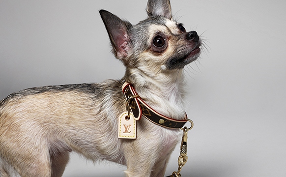 Dog In Louis Vuitton Collar