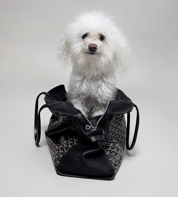Louis Vuitton, Dog, Louis Vuitton Dog Collar Authentic Preloved