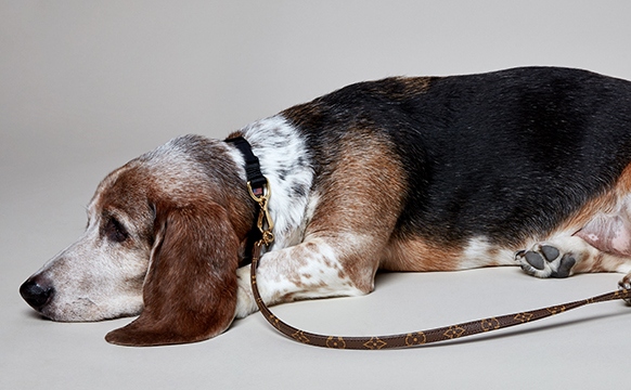 Dog In Louis Vuitton Leash